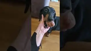 Моя собака веган😅 #собака #моясобака #такса