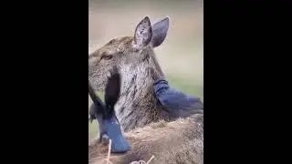 Bird extirpate hair of deer | Nature Sounds | Nature whatsapp status #shorts