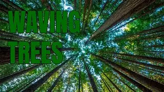 SWAYING TREES | CINEMATICS | 1 HOUR VIDEO