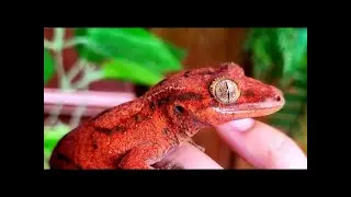 Jungle Room Reptiles Tour 2024