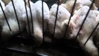 Бройлеры 21 день