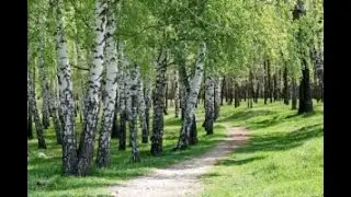 Любэ-Берёзы (кавер на гитаре)