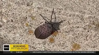 What spotted lanternflies are really after