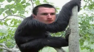 Austin the Chimp