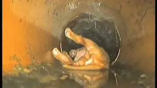 Dyno Rod Rescue Puppy From Drain - Dyno-Rod