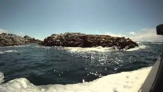 Pride of Sea Lions