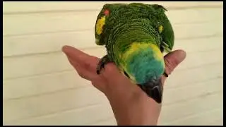 Амазон птенец Мальчик