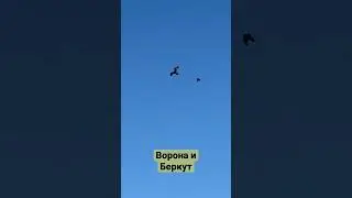 Ворона и Беркут! Степногорск.