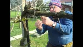 Bruscar e vide (potare le viti). L'uso tradizionale di strope e stropioi