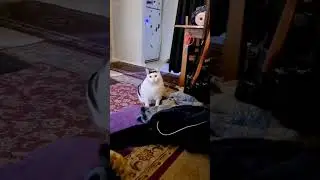 Однако, вот такая у нас жизнь 😕😁😜 #shorts #tiktok #reels
