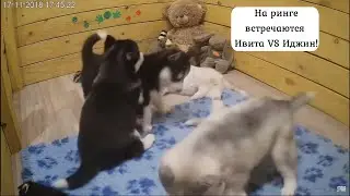 Кто же победит?! Ивита VS Иджин