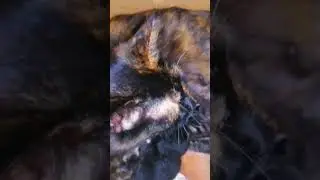 У нас родила кошка в коробке от зернодробилки Бизон 3🙊🐱🐈🐈🐈🐈