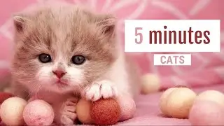 Relax 5 minutes with these cute cats!