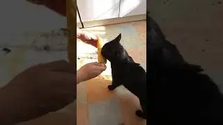 КОШКА ЖАДНО КУШАЕТ КУКУРУЗУ