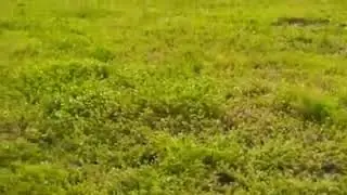 WATCH THIS AMAZING VIDEO...
YES , 
EVEN ANIMALS HAVE Kindness and a kind HEART...

SO SATISFYING TO