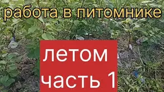 Работа в питомнике летом. часть 1.