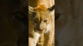 Elusive Florida panther at the Homossassa Springs wildlife park #florida #panther #cats #wildlife