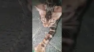 Animal secrtes Dakota gold Красатуля молодая бенгальская кошечка