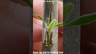 Successful grafting techniques |  Grafting plants | Easy grafting techniques Apple tree grafting 