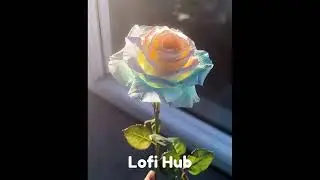 Pxrnhub Intro but It's Lofi