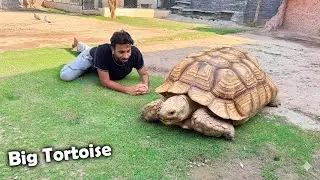||SURPRISE|| Hum Ny Big Tortoise Le Lia😍