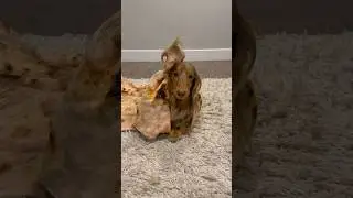 Everybody’s ears go 🆙 #dachshund #funnydogs #dogtricks #burritotrick #dogtraining #dogtrick