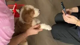 Microchip vaccine 2months old giant poodle