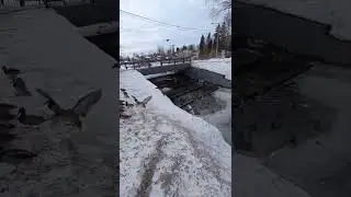 Утки летят на обед.