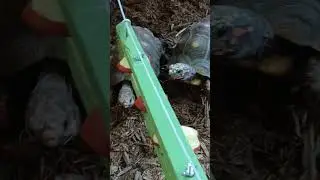 Tortoise gets around.  Niagara Falls Bird Kingdom