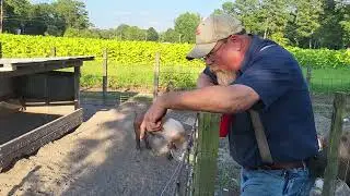 Small Hog Operation Walk Through