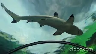 Sea World San Diego (2023)