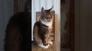 Уборка на Кухне🏡А где ж Руководитель Процессов?🐯