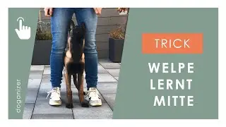 Hund Mitte beibringen | Trick Mitte schnell lernen | Trick
