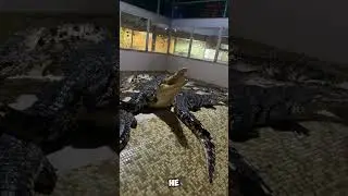 У меня украли крокодила