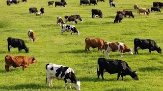 Are Russia preparing for famine?! Cattle slaughter in the Novosibirsk region.