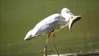Heron Fishing Catfish