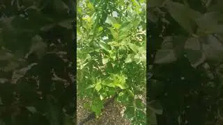 сорт голубики ПАТРИОТ