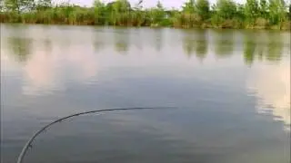 Shimano Speedmaster Heavy Feeder in action - ponty 8kg (carp 17 lb)