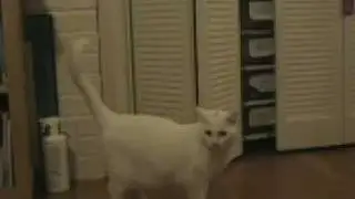 Cat Fart