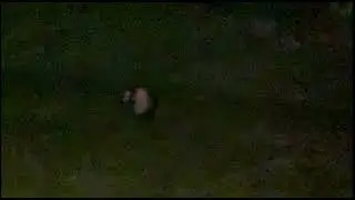 Opossum eating in the yard