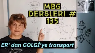 ER'dan Golgi'ye transport | Moleküler Biyoloji dersleri #135
