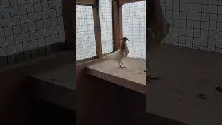 Персик линяет в белый #pigeon #голуби #birds #бойныеголуби #чили #птенцы