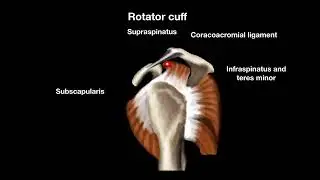 Anatomy in animation - Rotator cuff