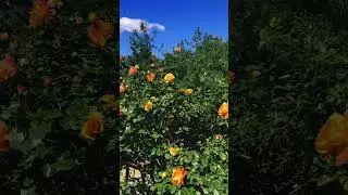 Дыхание жизни… Весна. #природа #цветы #мирвокруг #trevel #reels #весна #nature