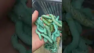 Что случилось с голубыми гусеницами? Бражники!