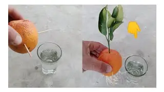 Growing Orange tree from Orange | Growing Orange With Class Of Water 🍊