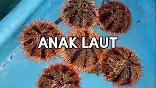 Tidak perlu beli ikan di pasar langsung pergi memancing di laut