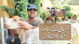 Qurbani ke Janwar |  eid 2024 | jan rambo | sahiba rambo