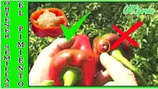 COMO SACAR OBTENER SEMILLAS DE PIMIENTOS