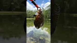 I tried a new fishing spot. What kind of fish is this? #pgosquad #fishing